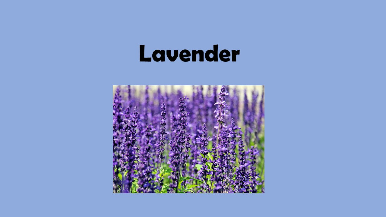 Lavender