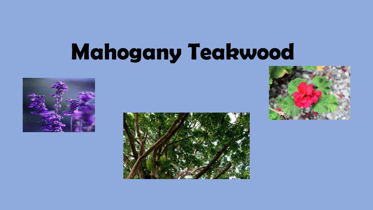 Mahogany Teakwood – Billi Kay