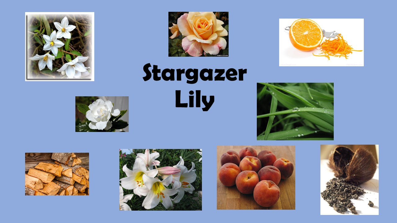 Stargazer Lily